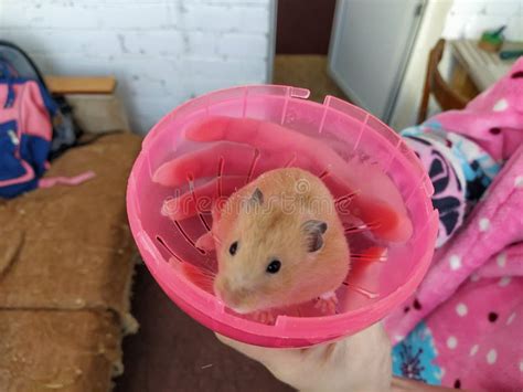 Woman devours her friends hamster